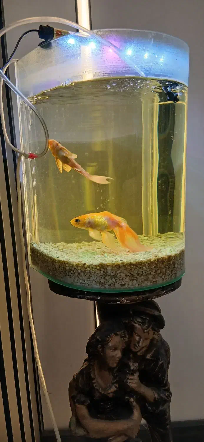 گلدفیش|ماهی|گرگان, |دیوار