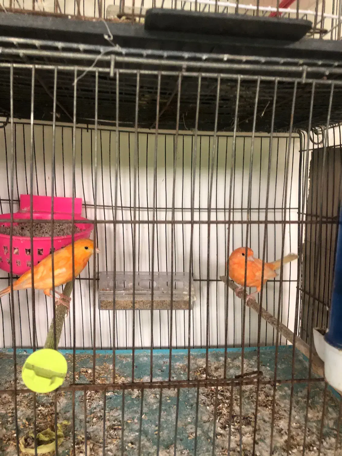 ردفاکتورمولد|پرنده|اردبیل, |دیوار