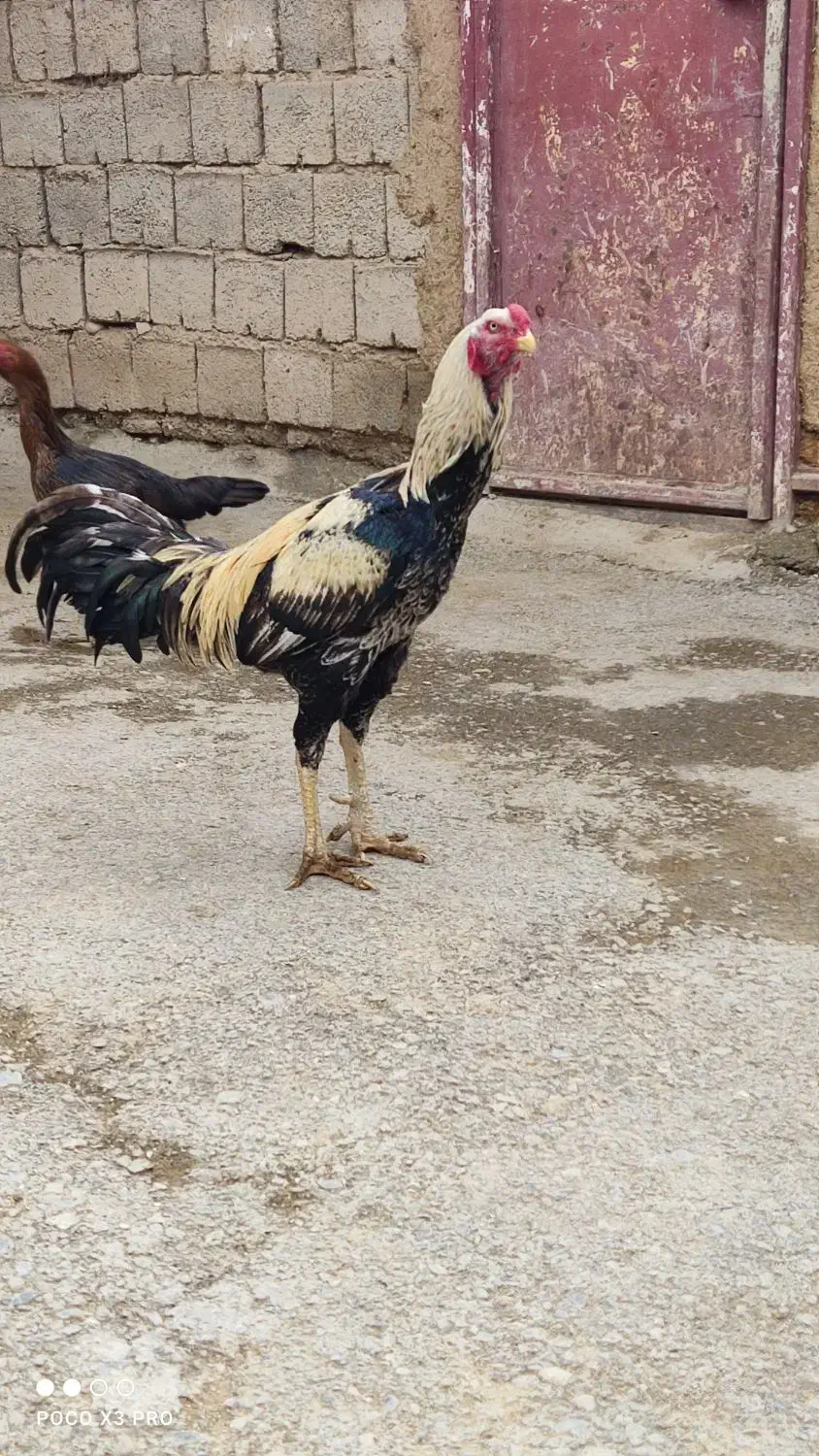 خروس لاری|حیوانات مزرعه|دیواندره, |دیوار