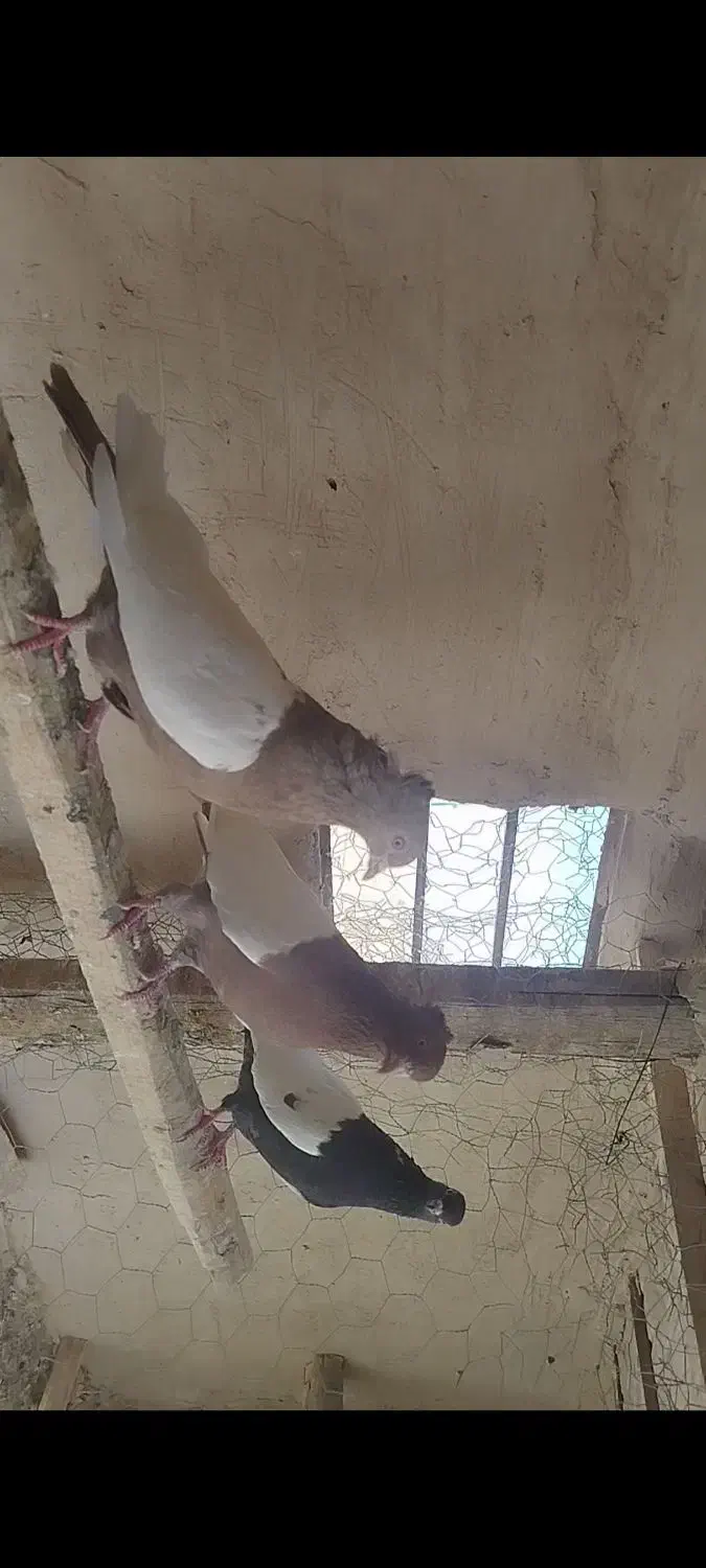 چهارتا کفتر سینی فروشی|پرنده|میلاجرد, |دیوار