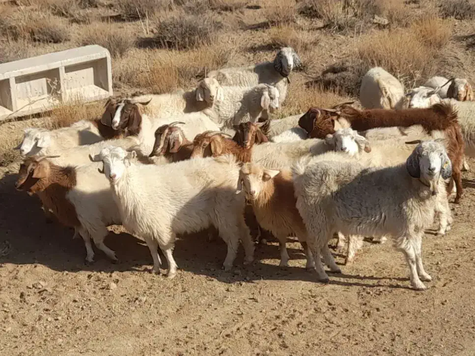 ۱۸ راس بز و گیسه آبستن کورکی راینی|حیوانات مزرعه|کرمان, |دیوار