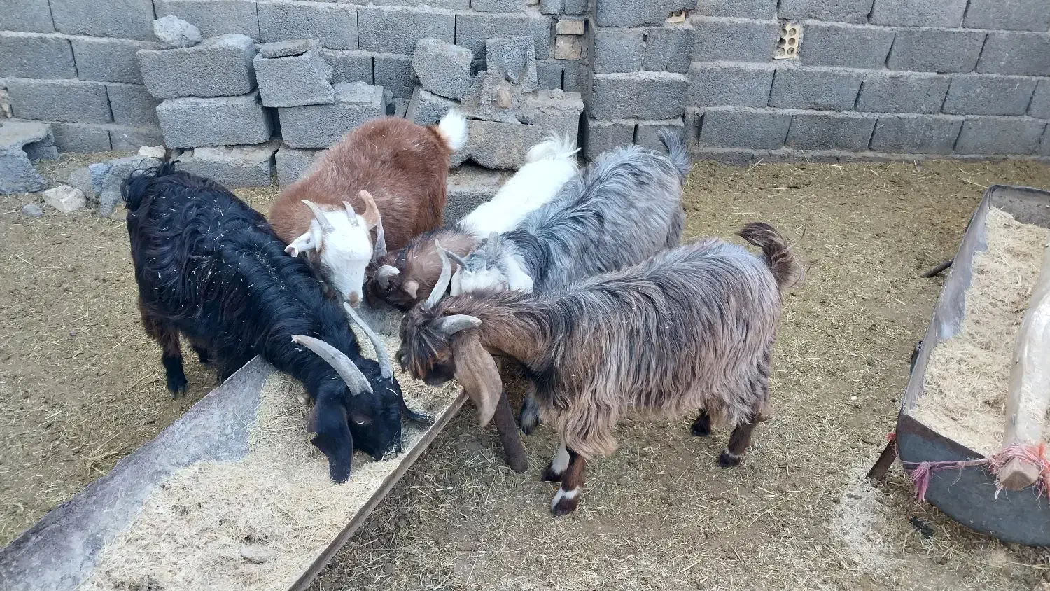 بره نر|حیوانات مزرعه|اراک, |دیوار