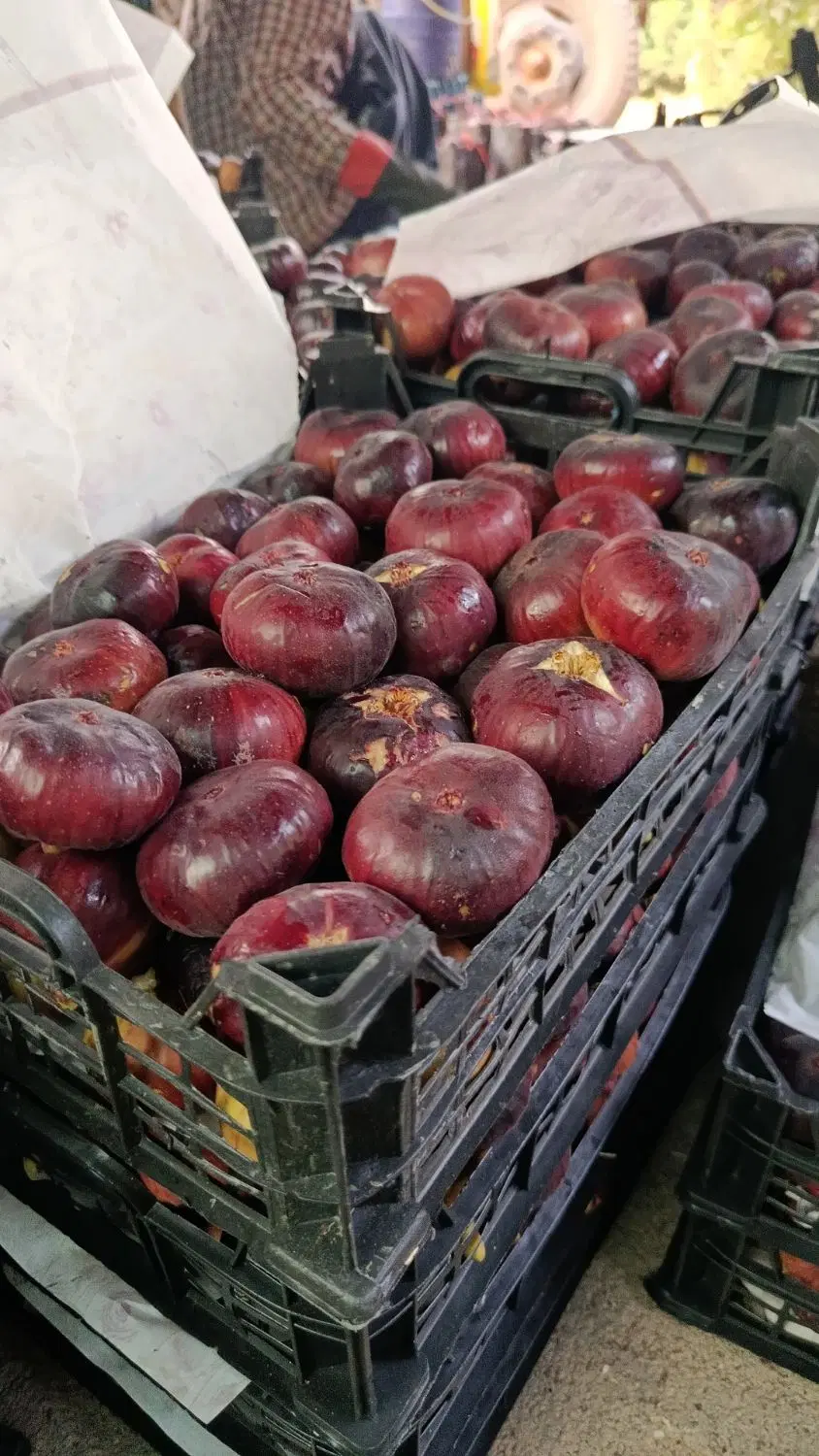 انجیر |خوردنی و آشامیدنی|خرمآباد, |دیوار