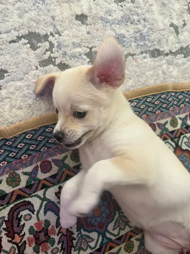 پامر اشپیتز وپیکینیز|سگ|مشهد, امیریه|دیوار