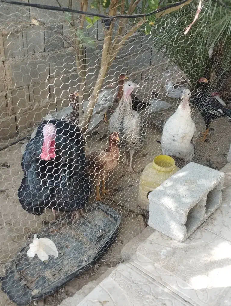 بوقلمون|حیوانات مزرعه|داراب, |دیوار