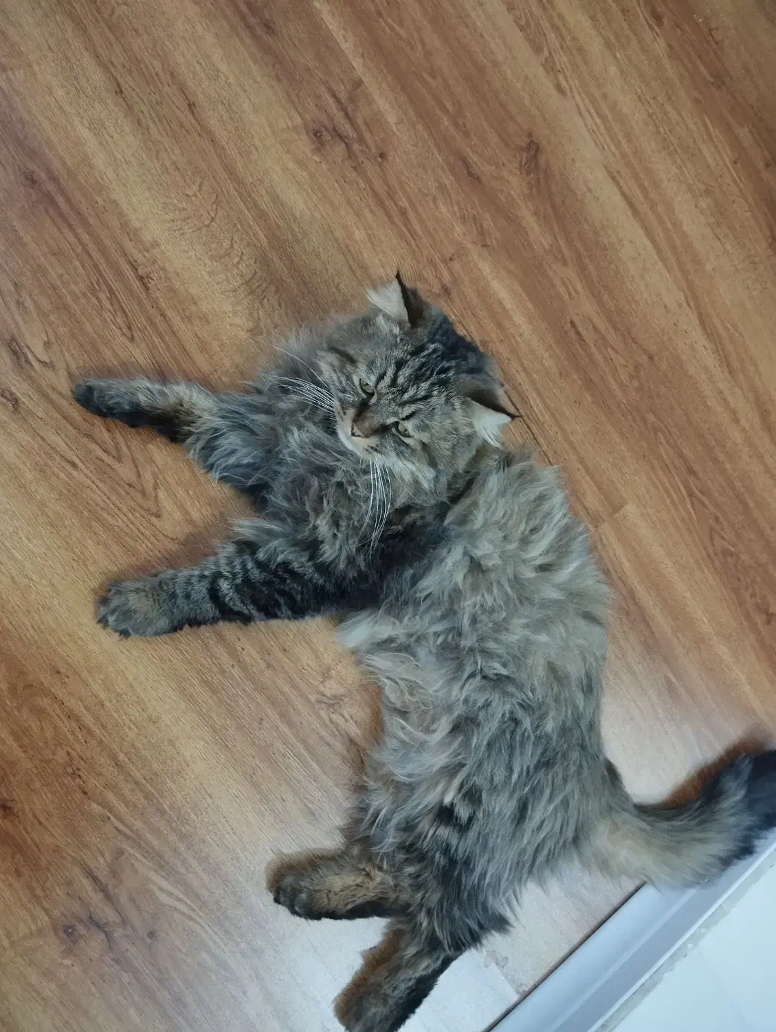 گربه پرشین|گربه|تبریز, |دیوار