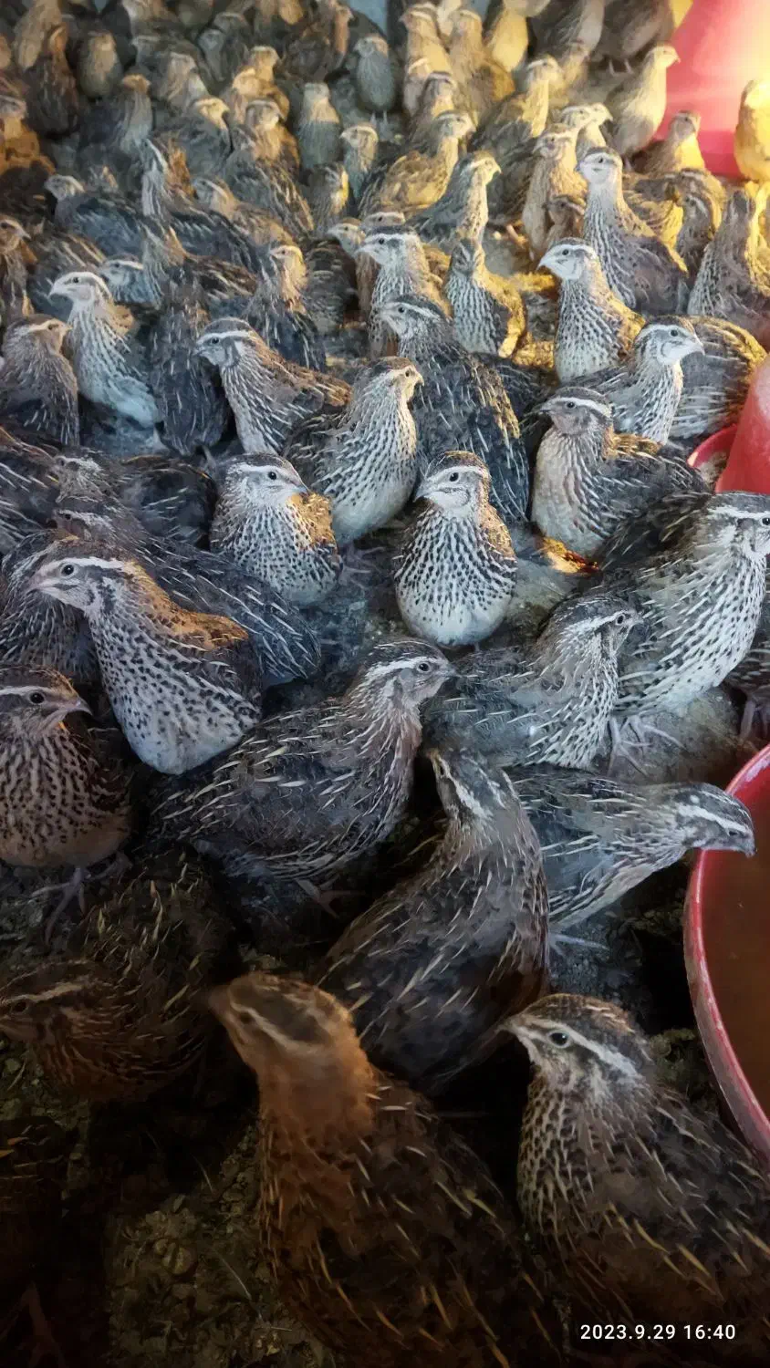 بلدرچین گوشتی و تخمی رسید سعدی۲۲|حیوانات مزرعه|خاش, |دیوار