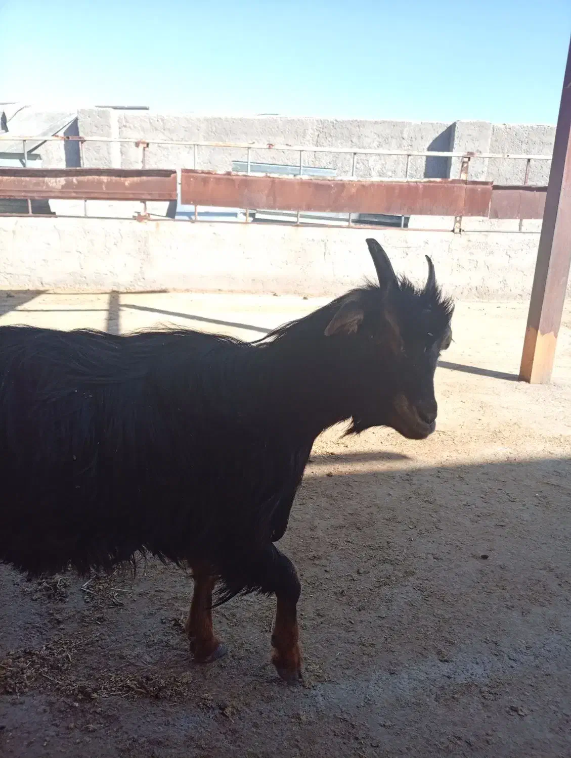 بزغاله|حیوانات مزرعه|زاویه, |دیوار