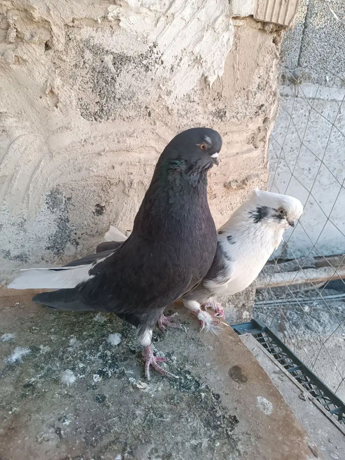 کبوتر نوک قنار|پرنده|وحیدیه, |دیوار