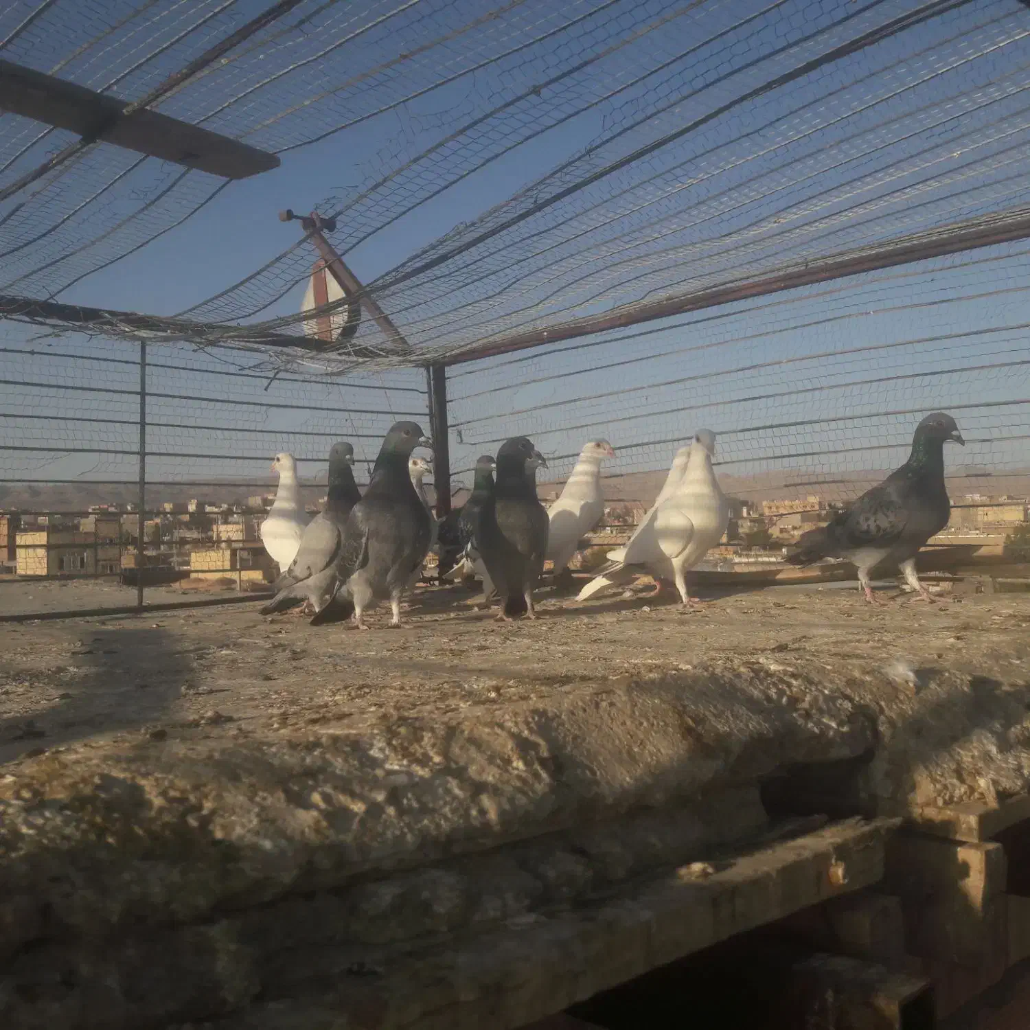 کبوتر‌رنگه‌وآلمانی|پرنده|سده (خراسان جنوبی), |دیوار