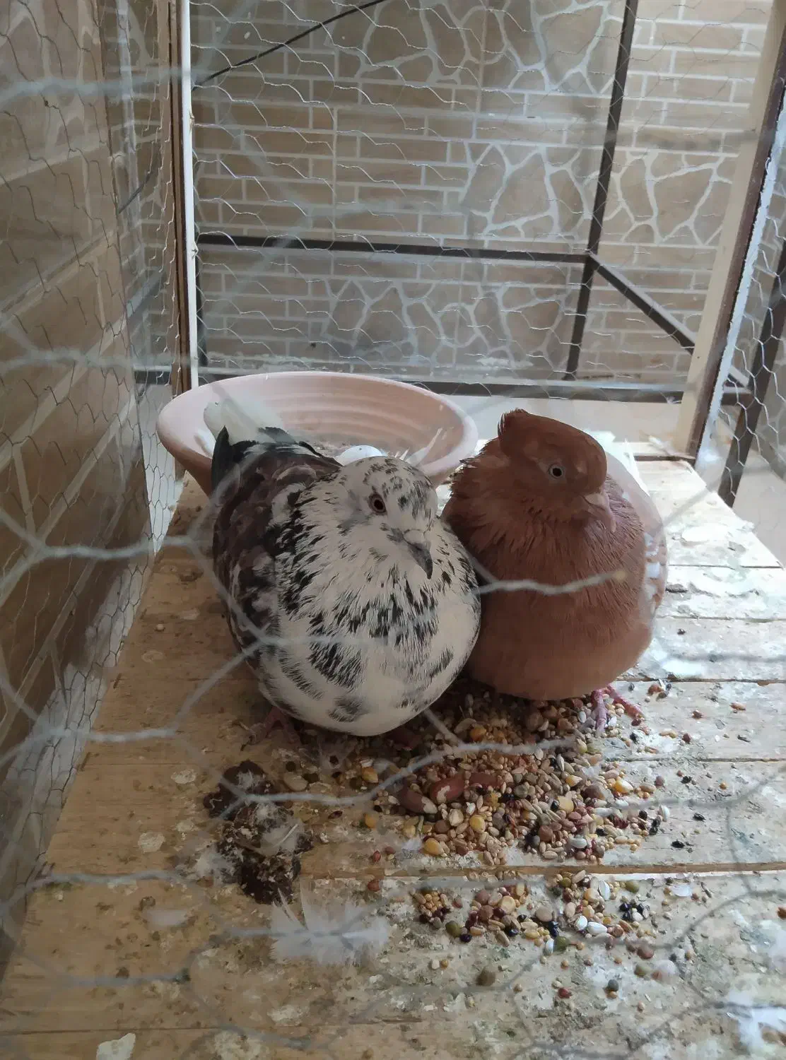 کبوتر|پرنده|فولادشهر, مسکن مهر فولادشهر|دیوار