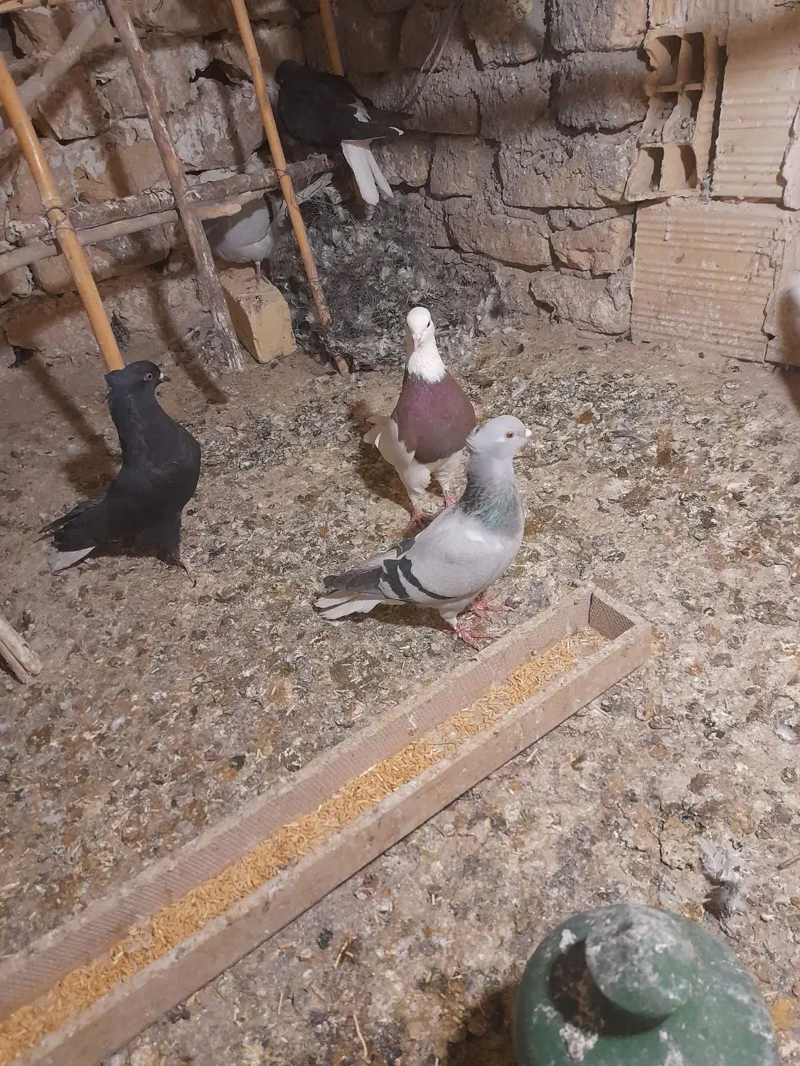 کبوددمسفید ماده|پرنده|قزوین, |دیوار