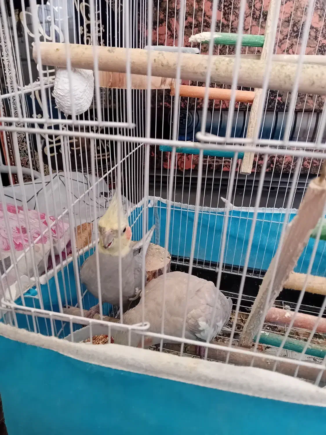 یک جفت عروس هلندی نرو ماده باقفس لونه|پرنده|اراک, |دیوار