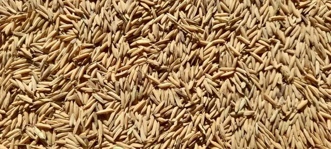 جو شیرودی|خوردنی و آشامیدنی|تولم شهر, |دیوار