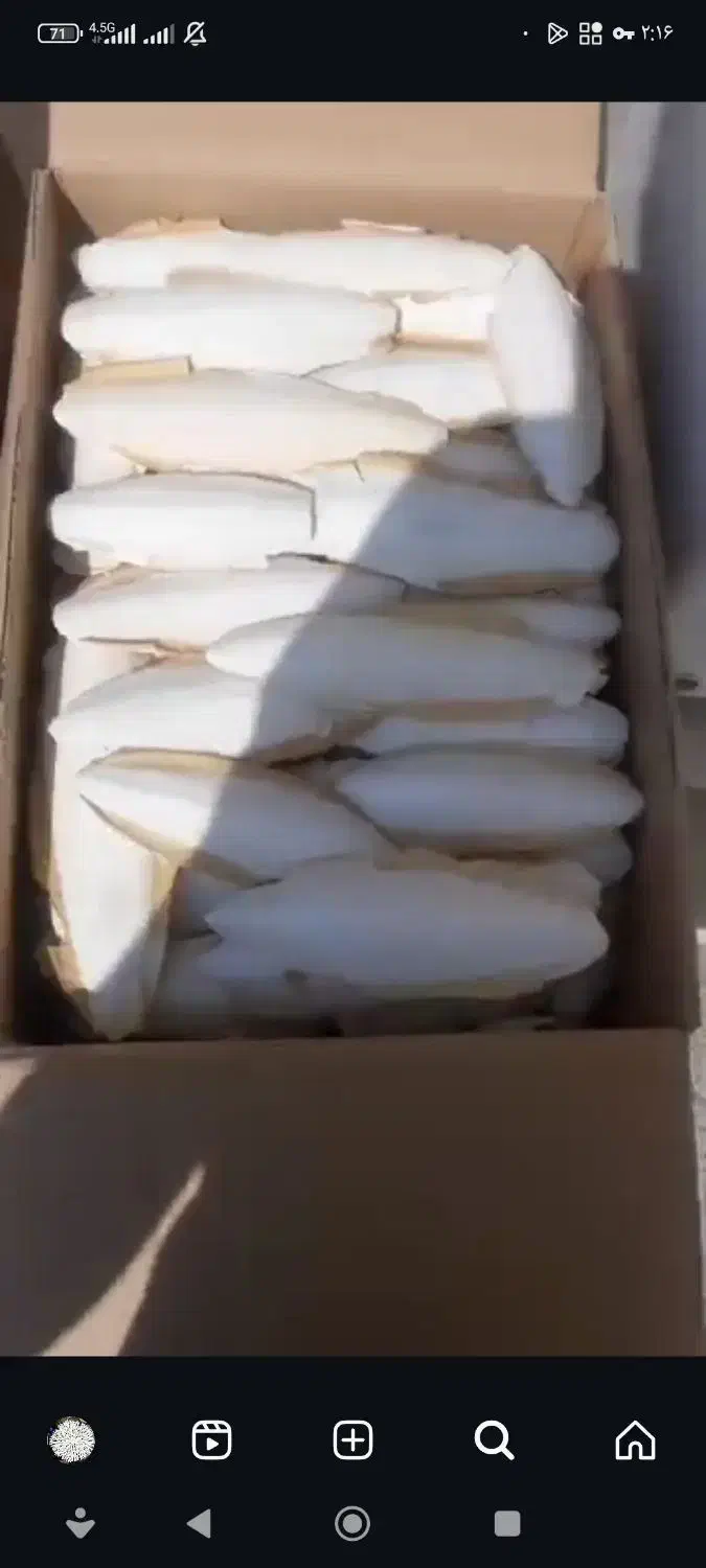 کف دریا|عمدهفروشی|بوشهر, |دیوار