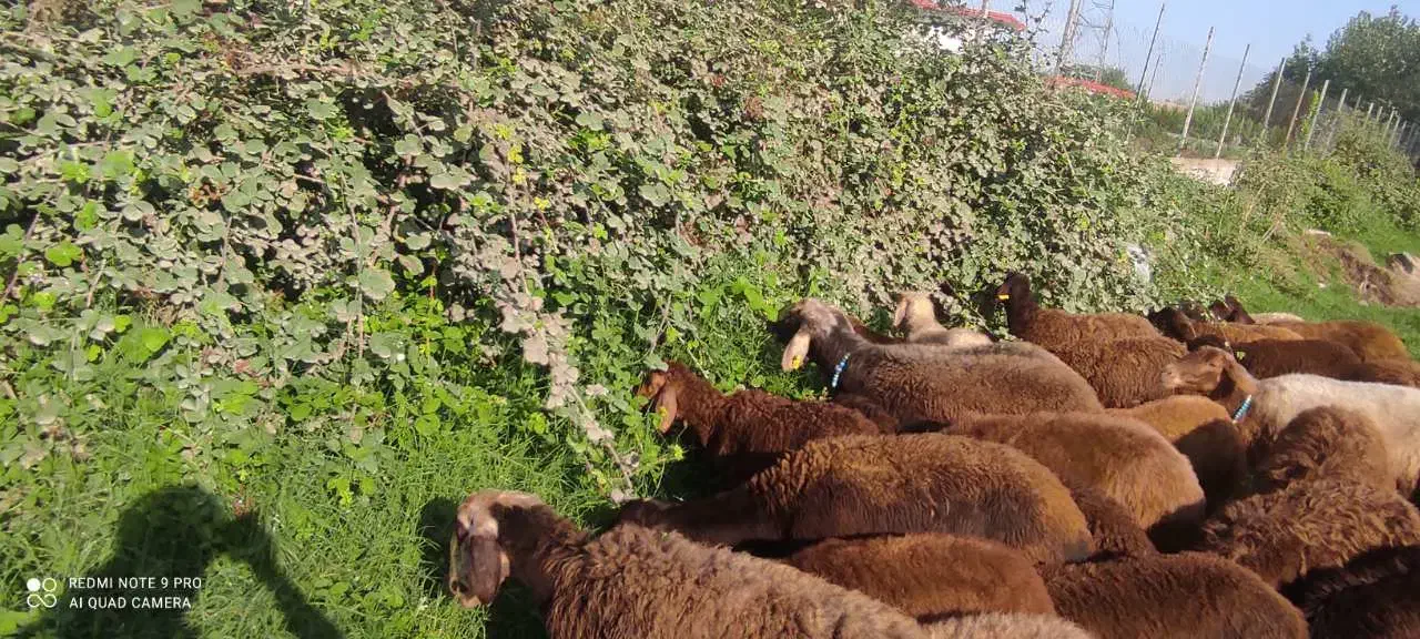 گوسفند بره نر و ماده 20 الی 40 کیلو پرواری افشار|حیوانات مزرعه|قائمشهر, |دیوار