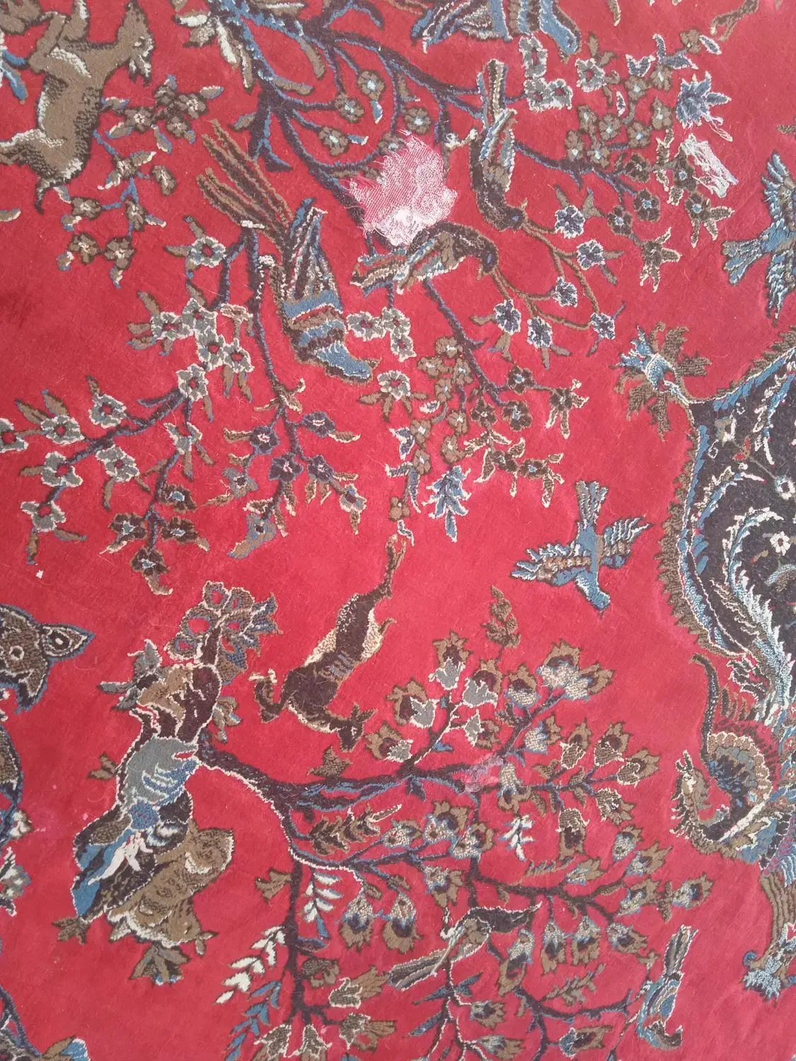 مبل وفرش کارکرده|فرش|شیراز, دارالرحمه|دیوار