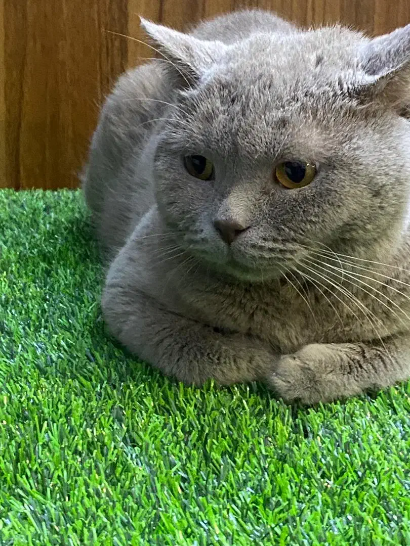 اسکاتیش لیلاک به علت مهاجرت|گربه|تهران, گیشا|دیوار