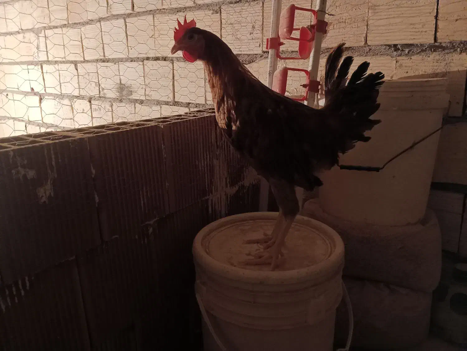 مرغ و خروس|پرنده|رفسنجان, |دیوار