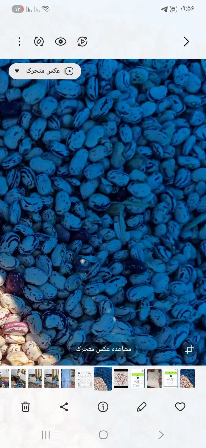 لوبیا هفتاد روزه|خوردنی و آشامیدنی|کشاورز, |دیوار