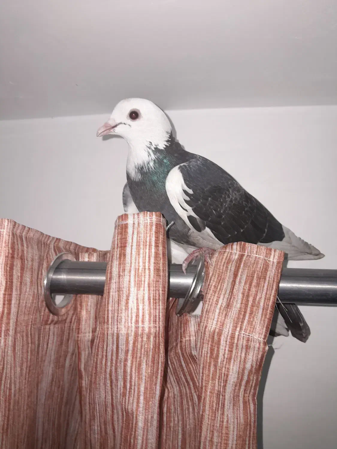 کفتر شازده تهرونی|پرنده|گرگان, |دیوار