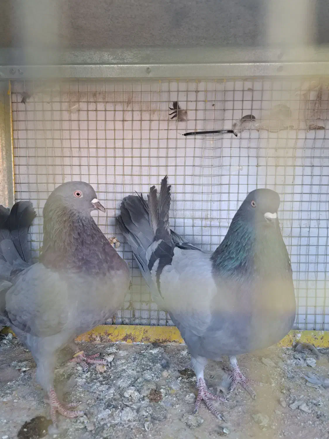 کبوتر اصفهانی|پرنده|برخوار, |دیوار