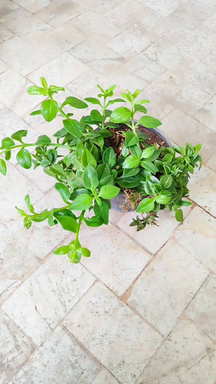 انواع گل‌های آپارتمانی|گل و گیاه طبیعی|تربت‌حیدریه, قائم|دیوار