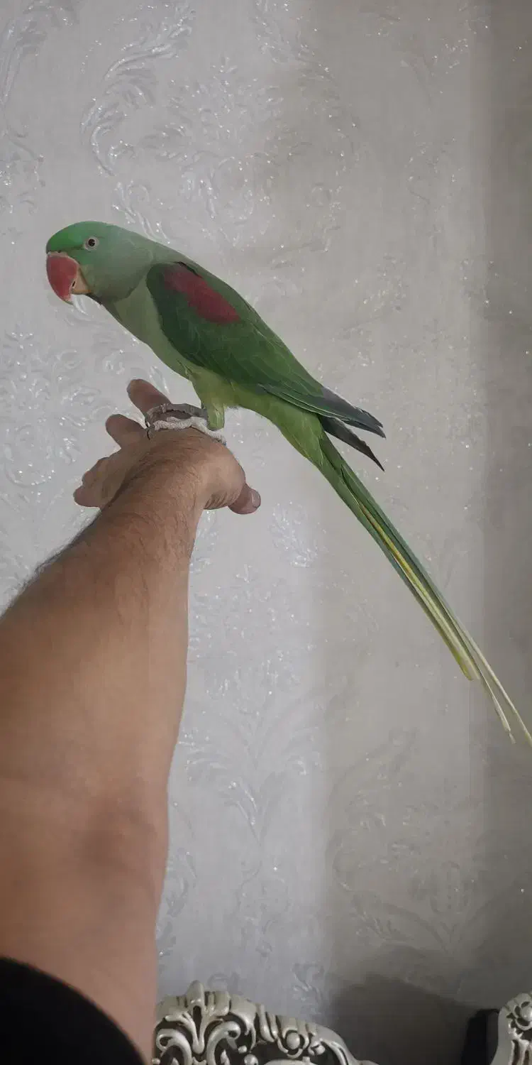 شاه طوطی رام اهلی دستی|پرنده|قرچک, زیبا شهر|دیوار