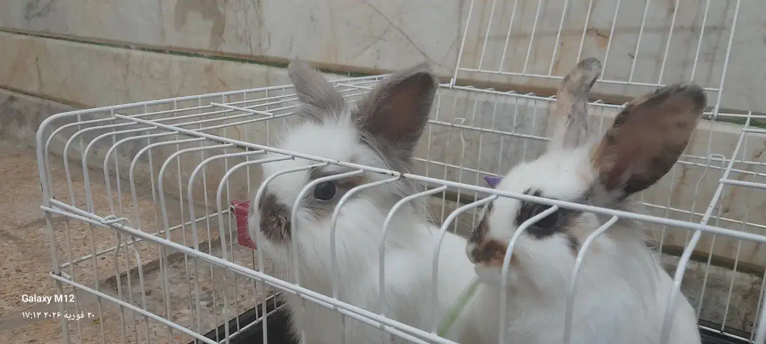 خرگوش|موش و خرگوش|فولادشهر, مسکن مهر فولادشهر|دیوار