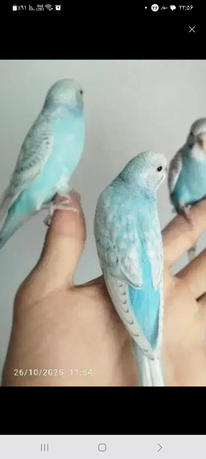 مرغ عشق پیدا کردم|پرنده|چهاردانگه (تهران), |دیوار