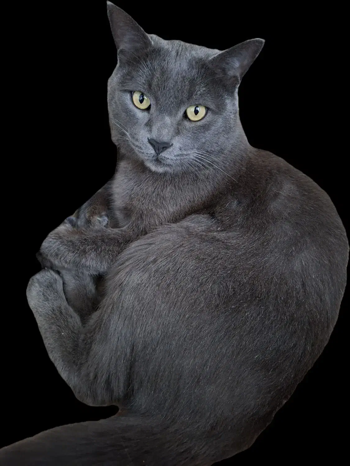 گربه ،گم شده|حیوانات|کیش, |دیوار