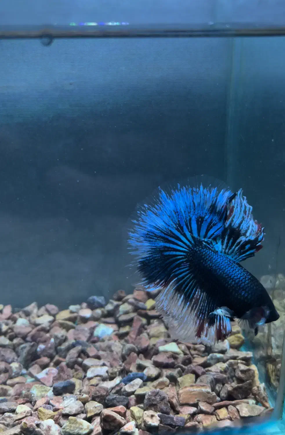 فروش انواع نژاد فایتر و غذا های هیکاری|ماهی|تهران, صادقیه|دیوار