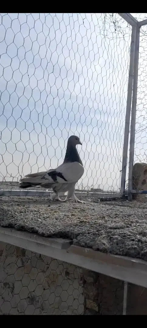 کبوتر سوسنی|پرنده|مرودشت, کناره|دیوار