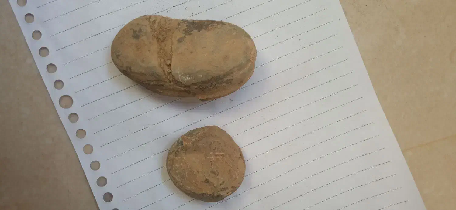 فسیل دوکفه‌ای|کلکسیون اشیاء عتیقه|تهران, فلاح|دیوار