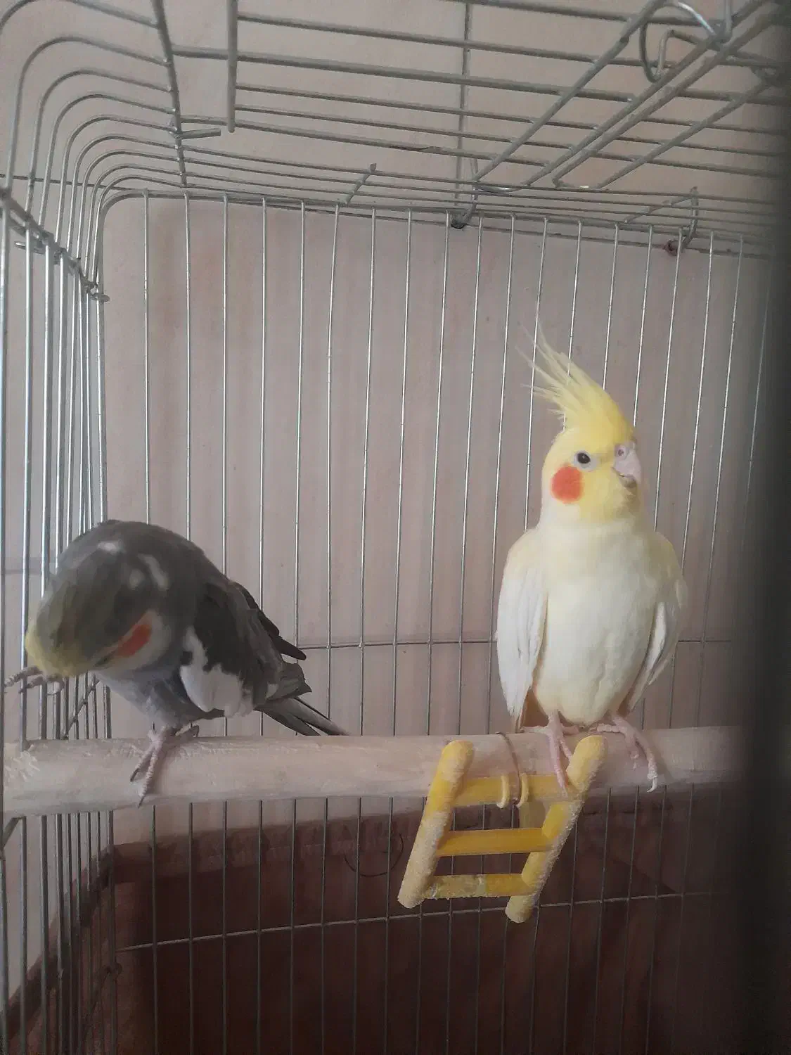 یک جفت عروس هلندی مولد ویک جوجه نر|پرنده|کرج, شهرک فهمیده|دیوار