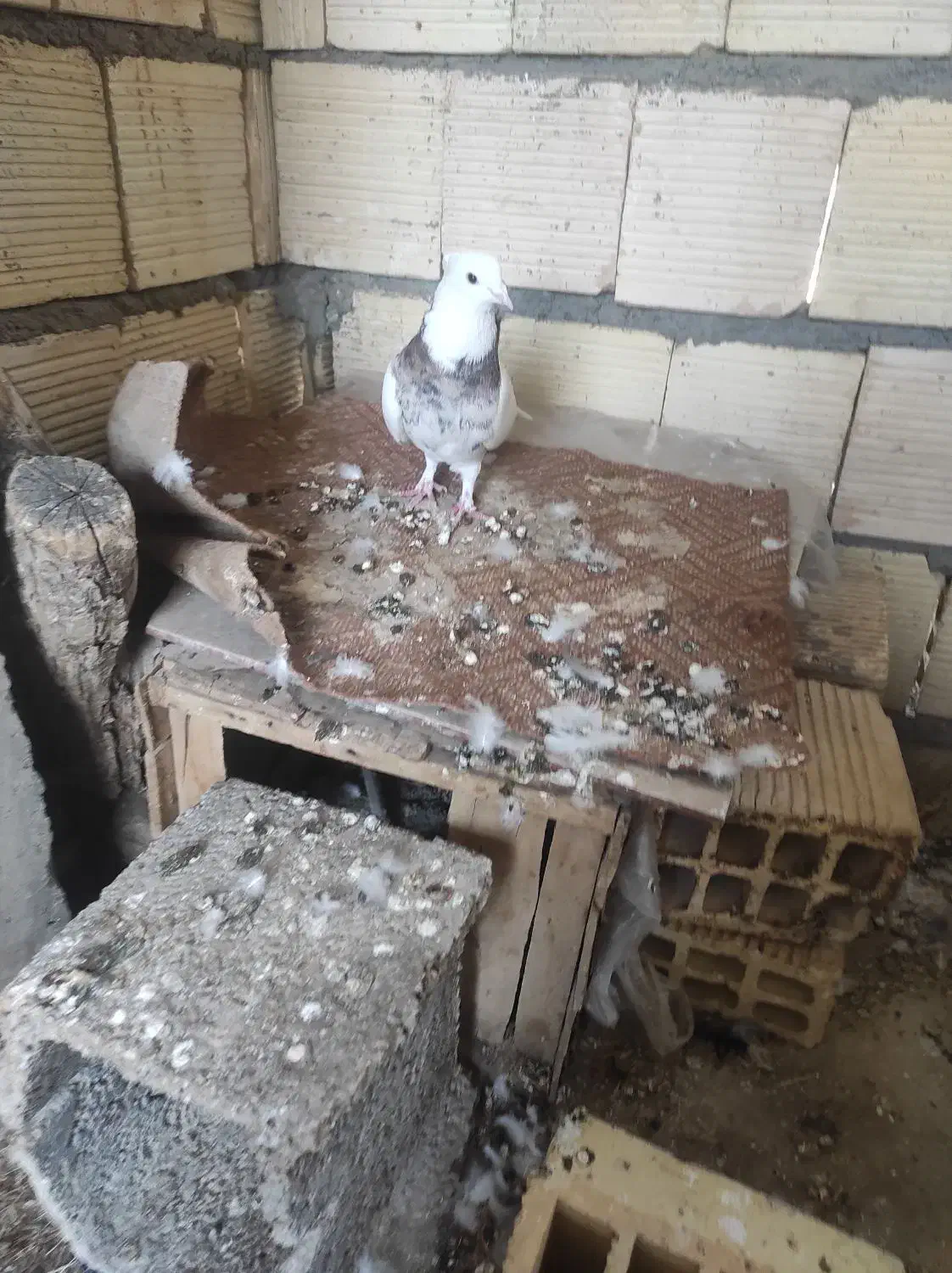 نر طوقی|پرنده|خمینی‌شهر, |دیوار