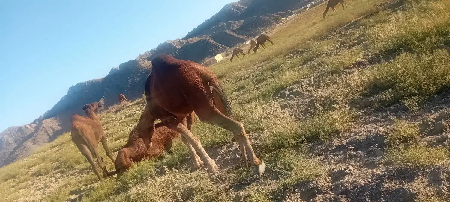 شتر|حیوانات مزرعه|مانه, |دیوار