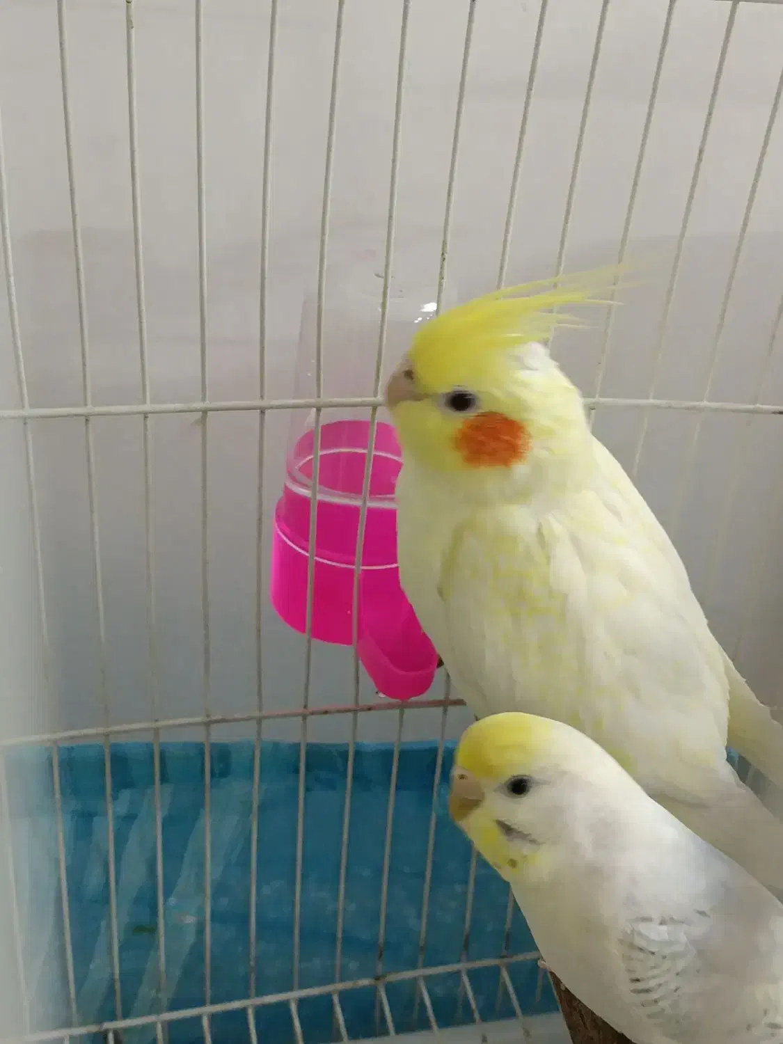 عروس هلندی|پرنده|تربت جام, والفجر|دیوار