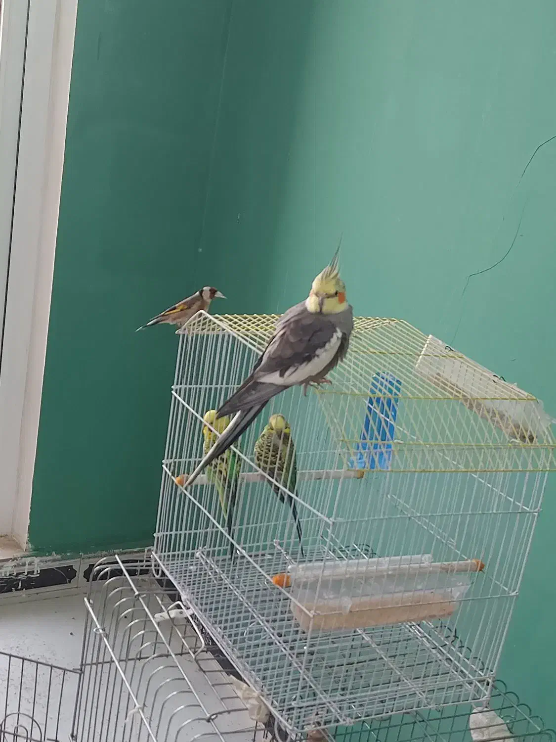 عروس هلندی،مرغ عشق،سهره|پرنده|تهران, شهرک ابوذر|دیوار