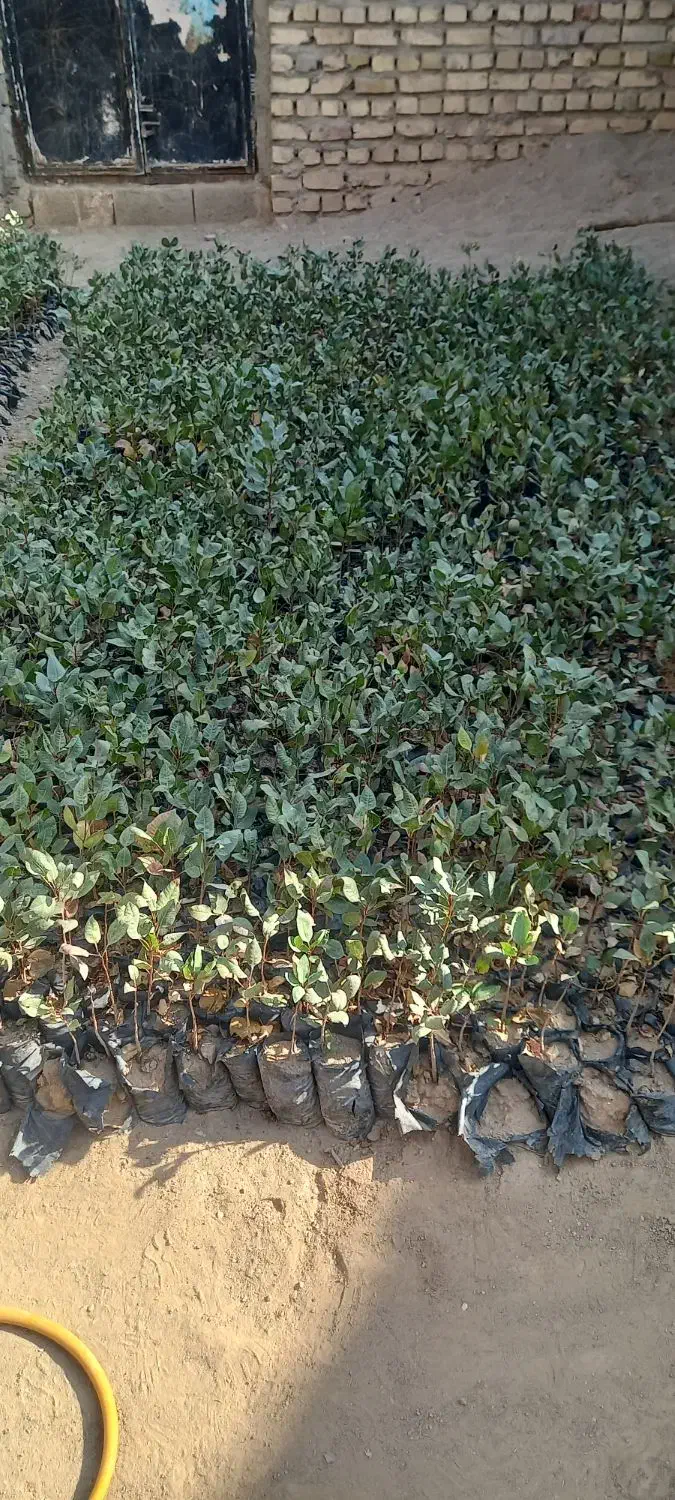 نهال پسته|خدمات باغبانی و درختکاری|خواف, |دیوار