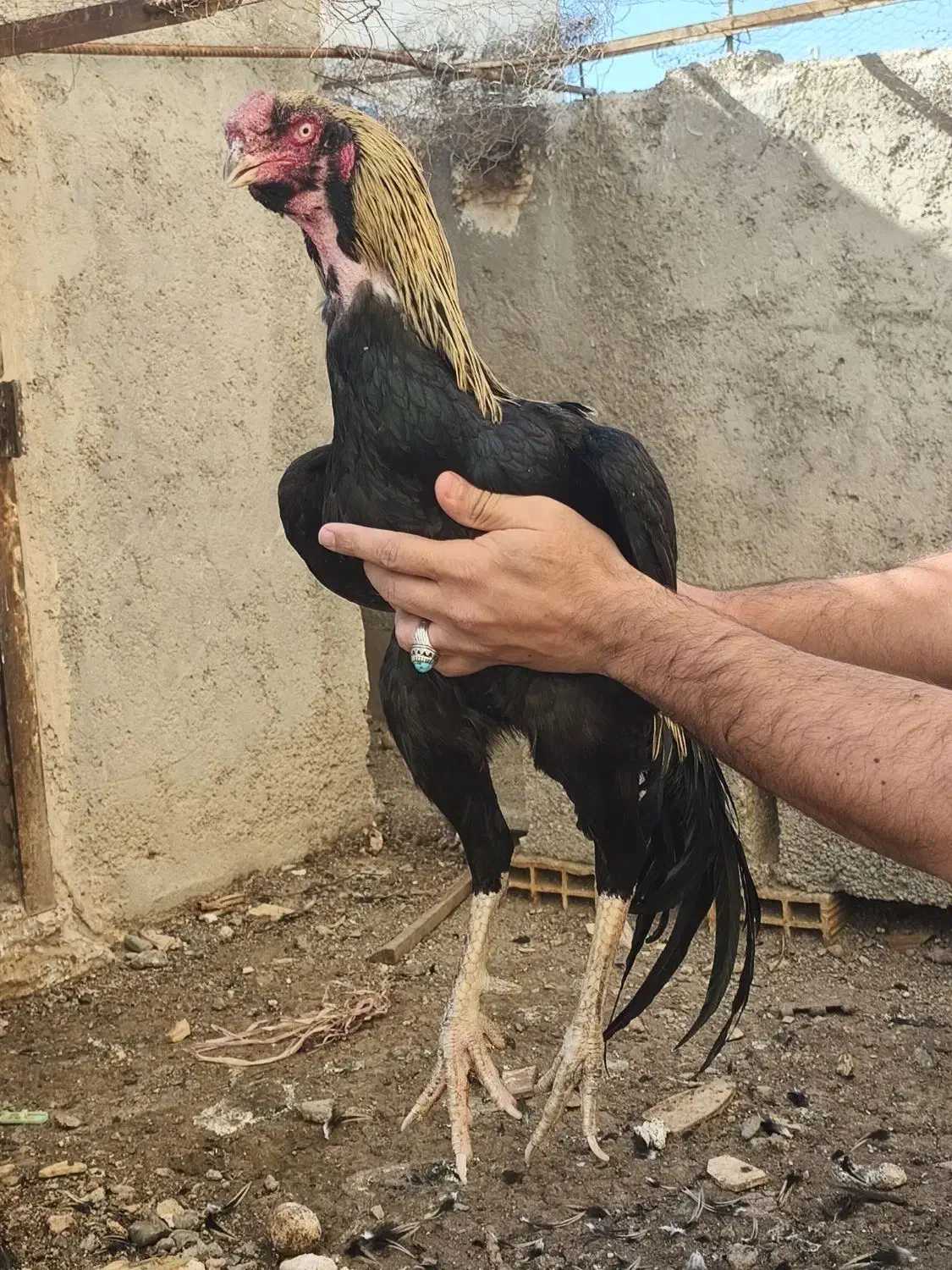 خروس لاری|حیوانات مزرعه|نسیم‌شهر, |دیوار