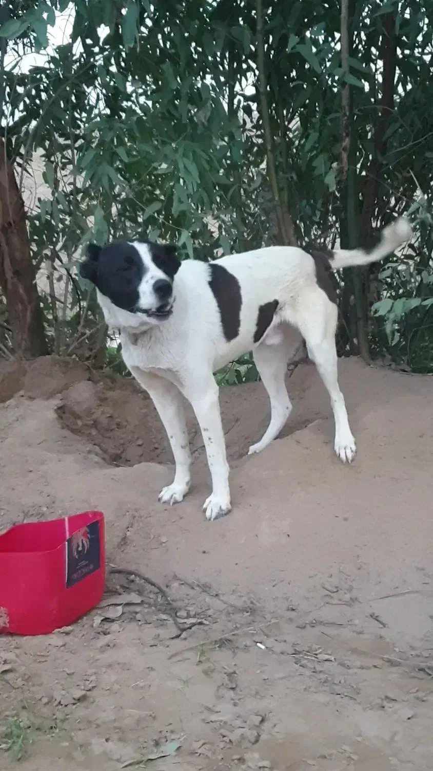 سگ سرابی|سگ|اهواز, شهرک پیام|دیوار