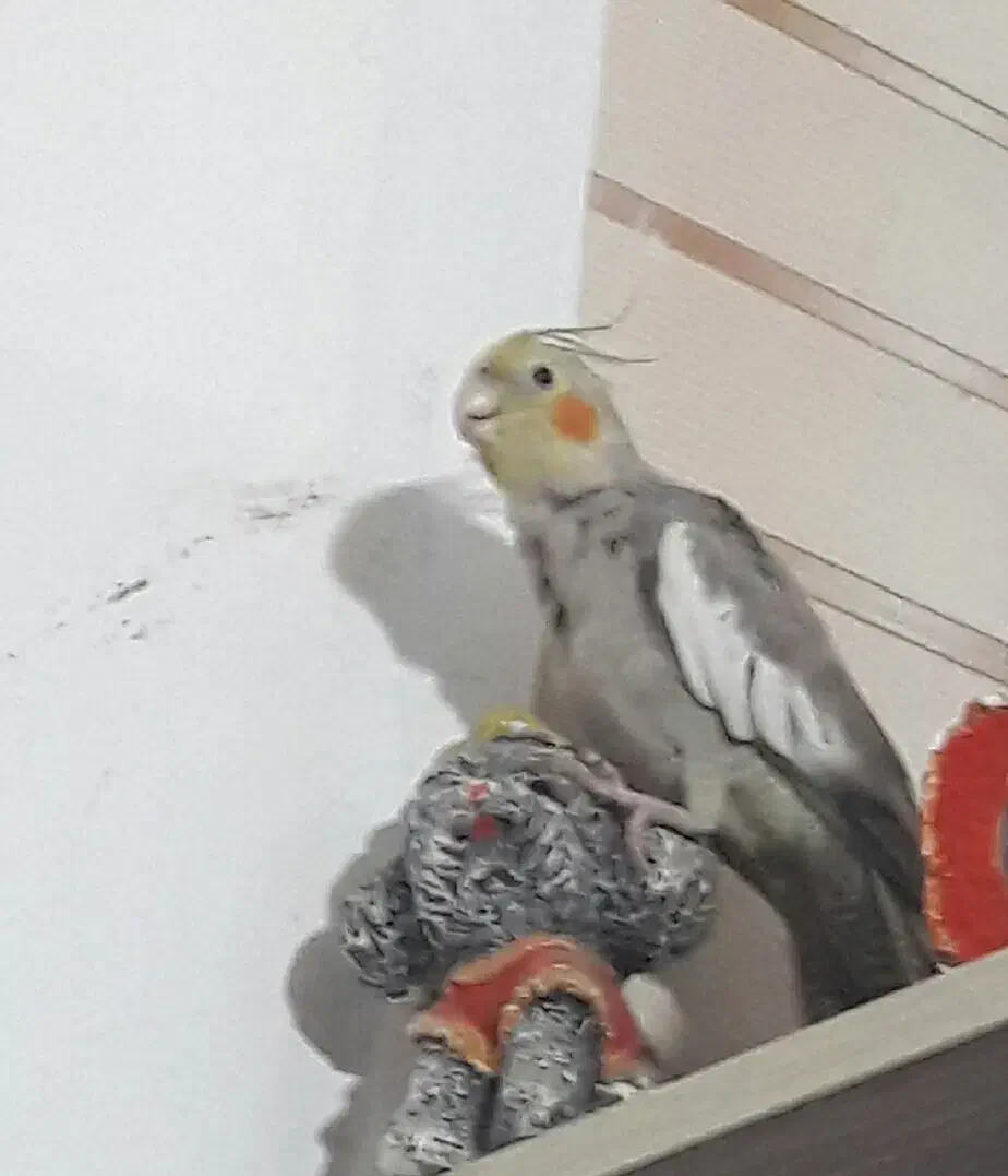 عروس هلندی|پرنده|خرمشهر, |دیوار