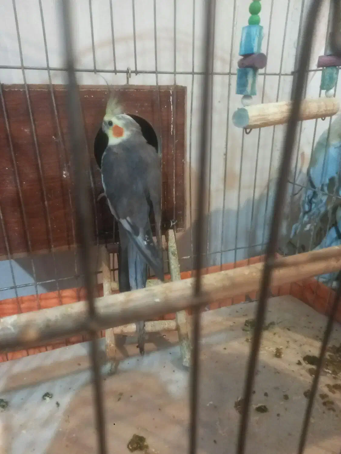 عروس هلندی مولد(همراه با ۷تا تخم)|پرنده|فردیس, سپید دشت|دیوار