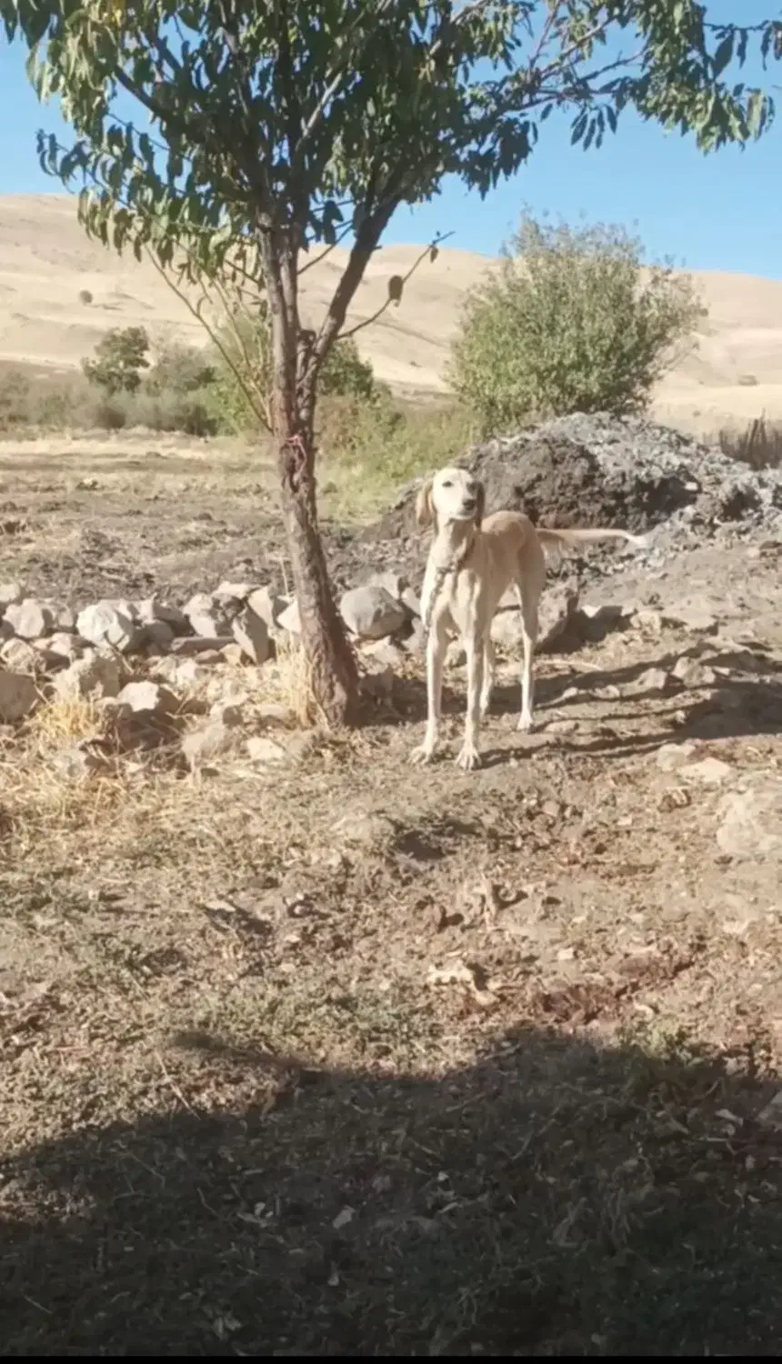 تازی ماده 2ساله معاوضه باسگ نره سرابی پژدر|سگ|روانسر, |دیوار