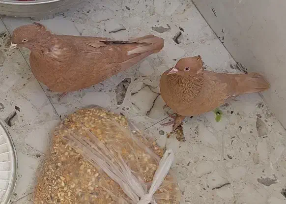 کبوتر زرد|پرنده|فسا, |دیوار