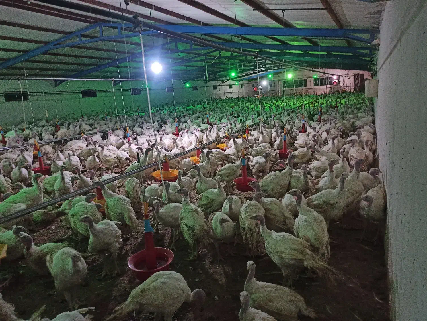 کارگر مرغداری در پرورش بوقلمون|استخدام صنعتی، فنی، مهندسی|تربتحیدریه, ابوذر|دیوار