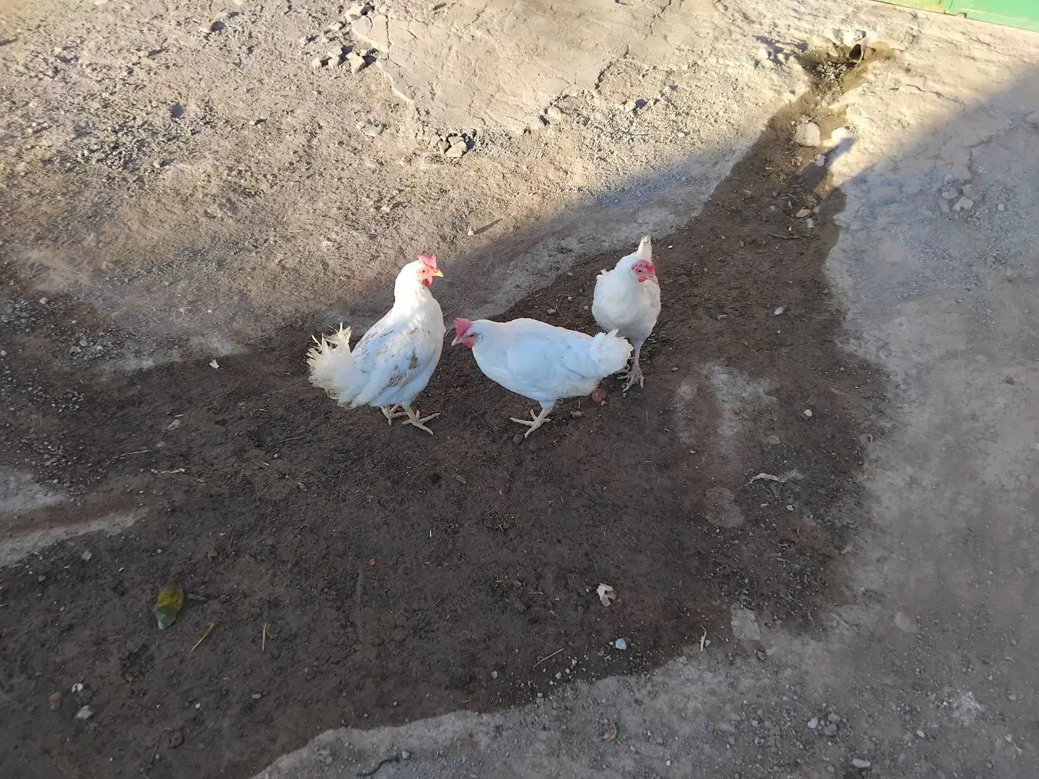 مرغ سفید تخم گذار|حیوانات مزرعه|هیر, |دیوار