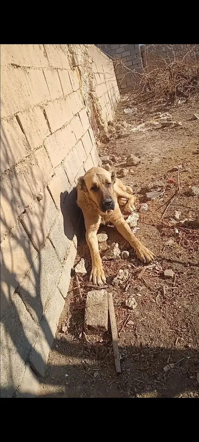 سگ درشت|سگ|نیشابور, شهرآرا|دیوار