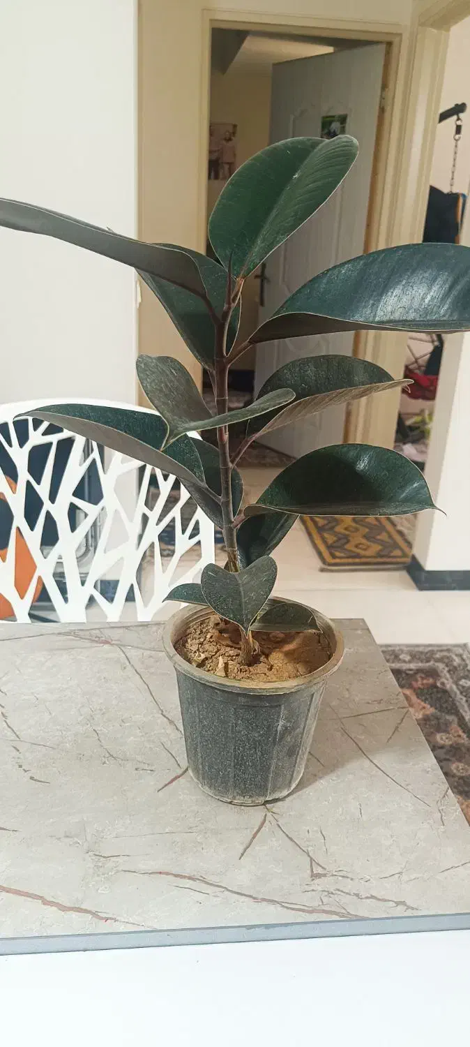 گل سانسوریا وفیکوس بلک|گل و گیاه طبیعی|قدس, شهرقدس|دیوار